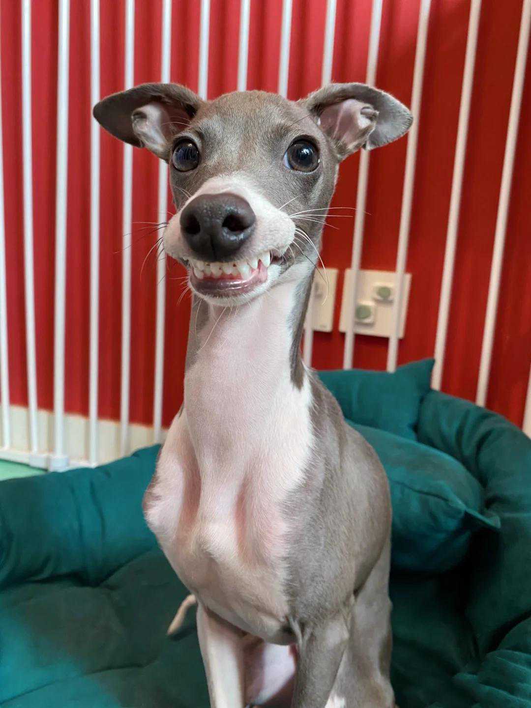 “稀有”灵缇犬，新手能养吗？