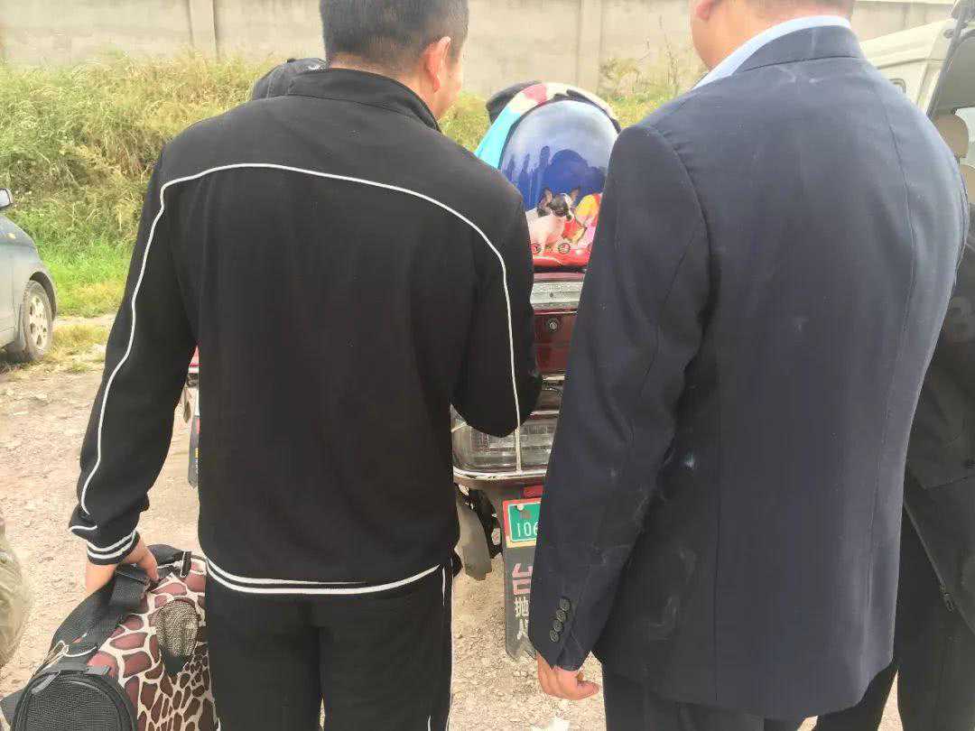 狗市：娇贵吉娃娃，商贩贩卖时都不是用笼子装着！