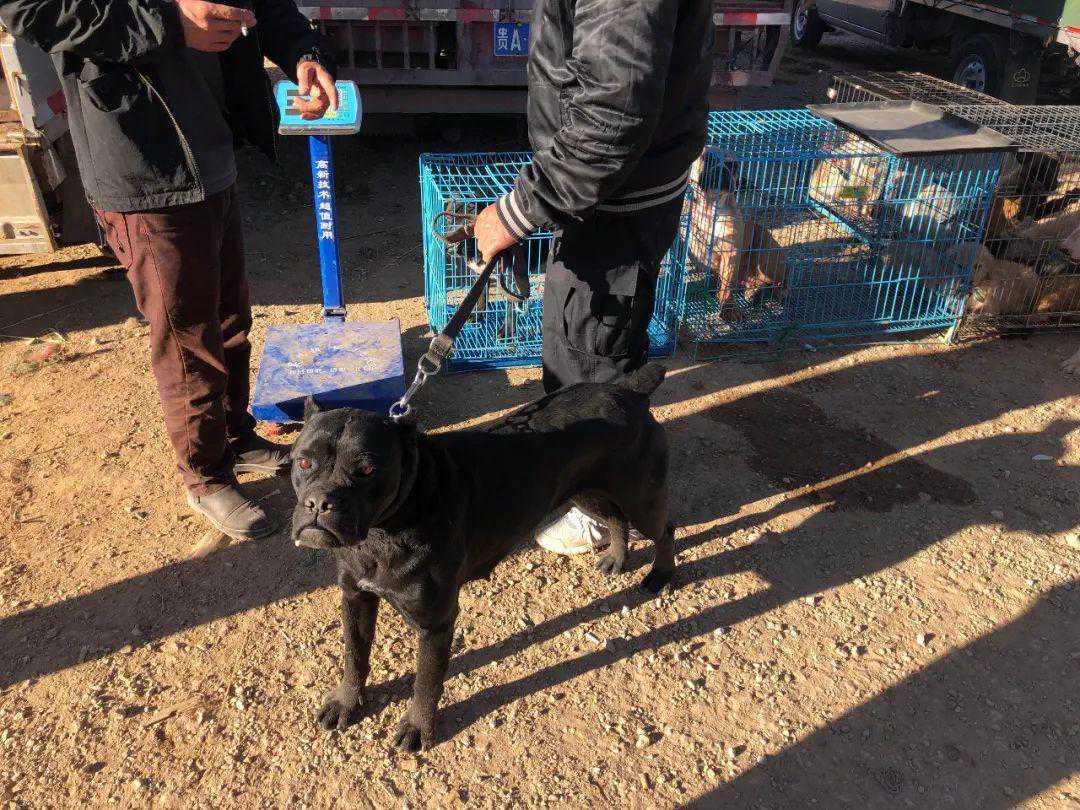 狗市：商贩出售凶悍的杜高犬，报价800元无人敢买！