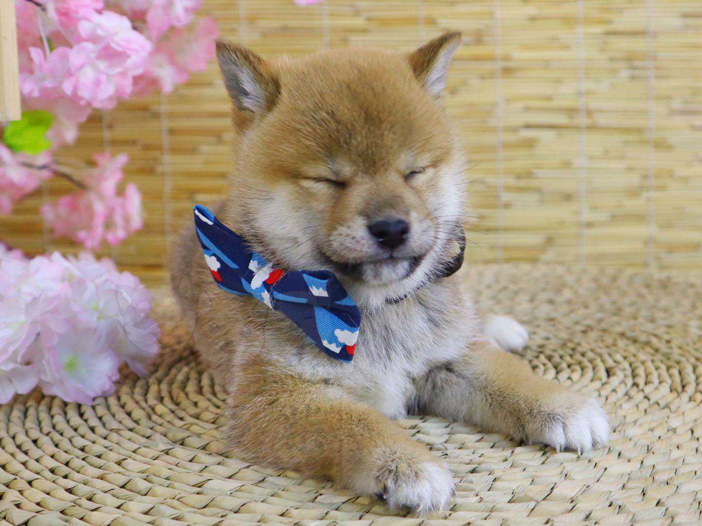 柴犬百科｜柴犬几个月立耳？立耳晚是什么原因？