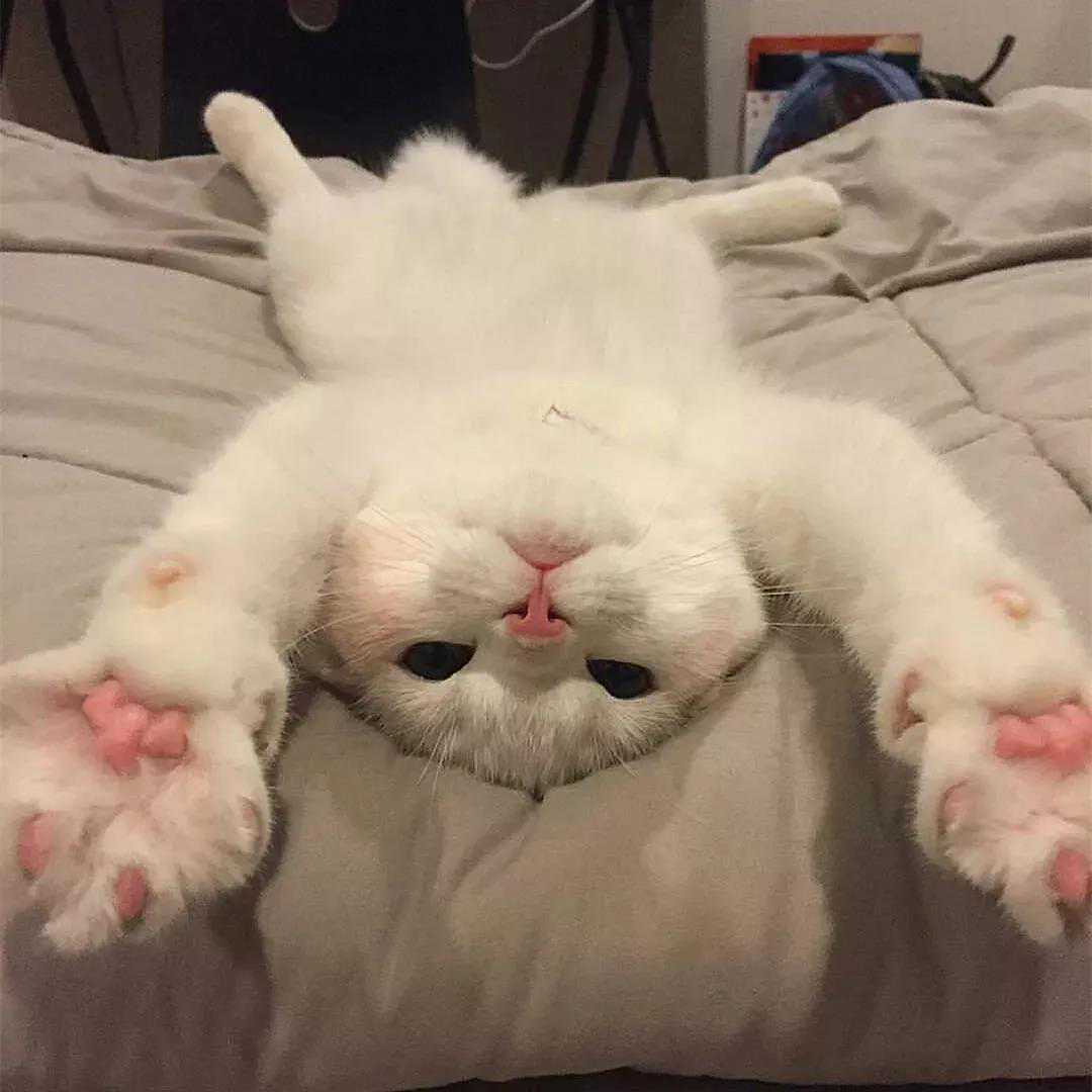 宠物猫的名字大全让人印象很深刻-可爱点