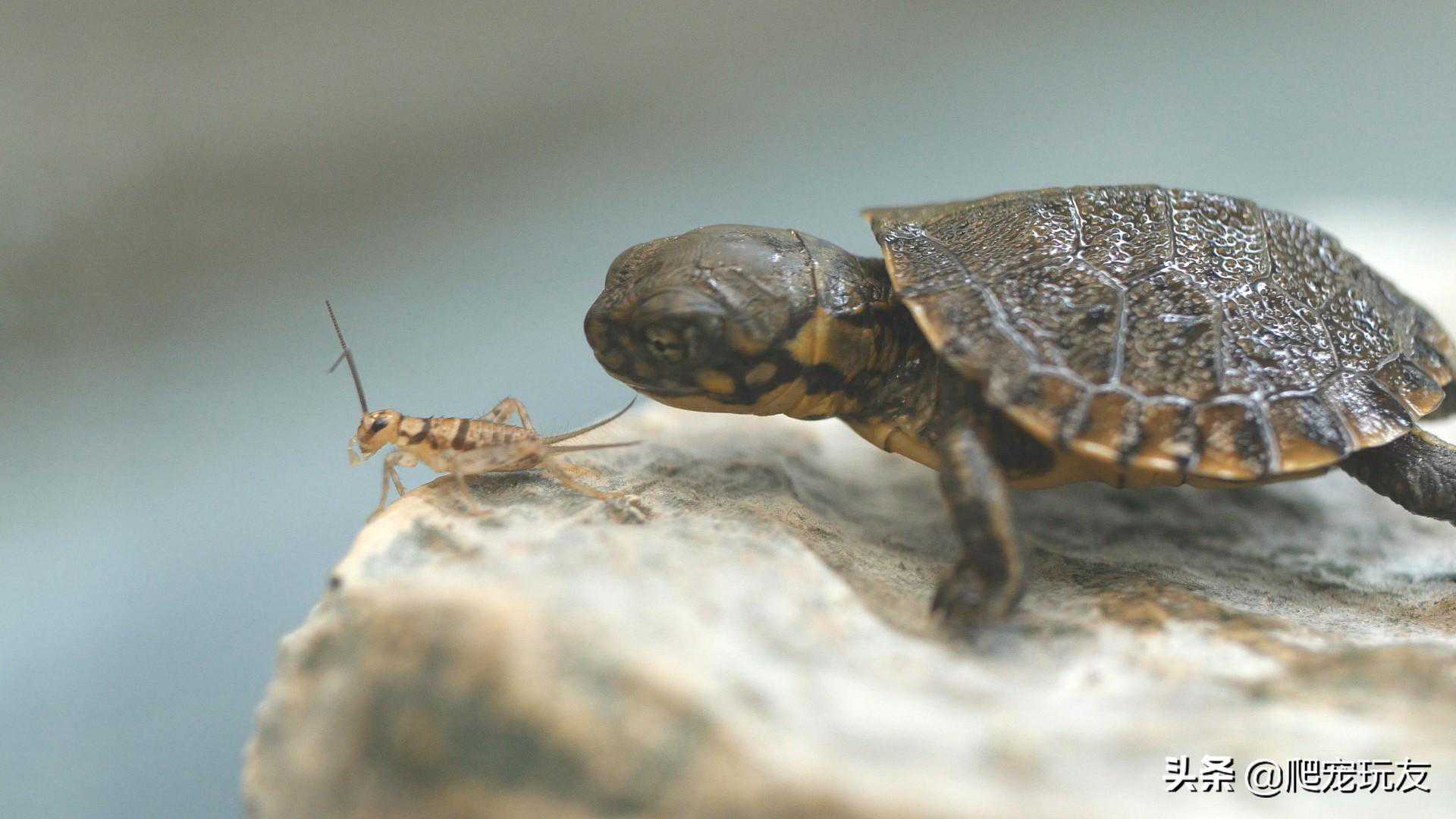 过量喂食会影响龟的健康，喂多少才合适？