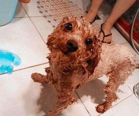 饲养小知识：这样养贵宾犬，它们会越来越健康