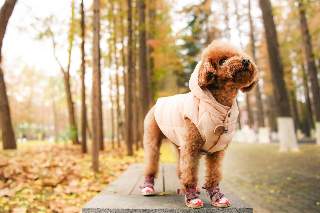 泰迪＝贵宾犬？教你辨别！别再傻傻分不清