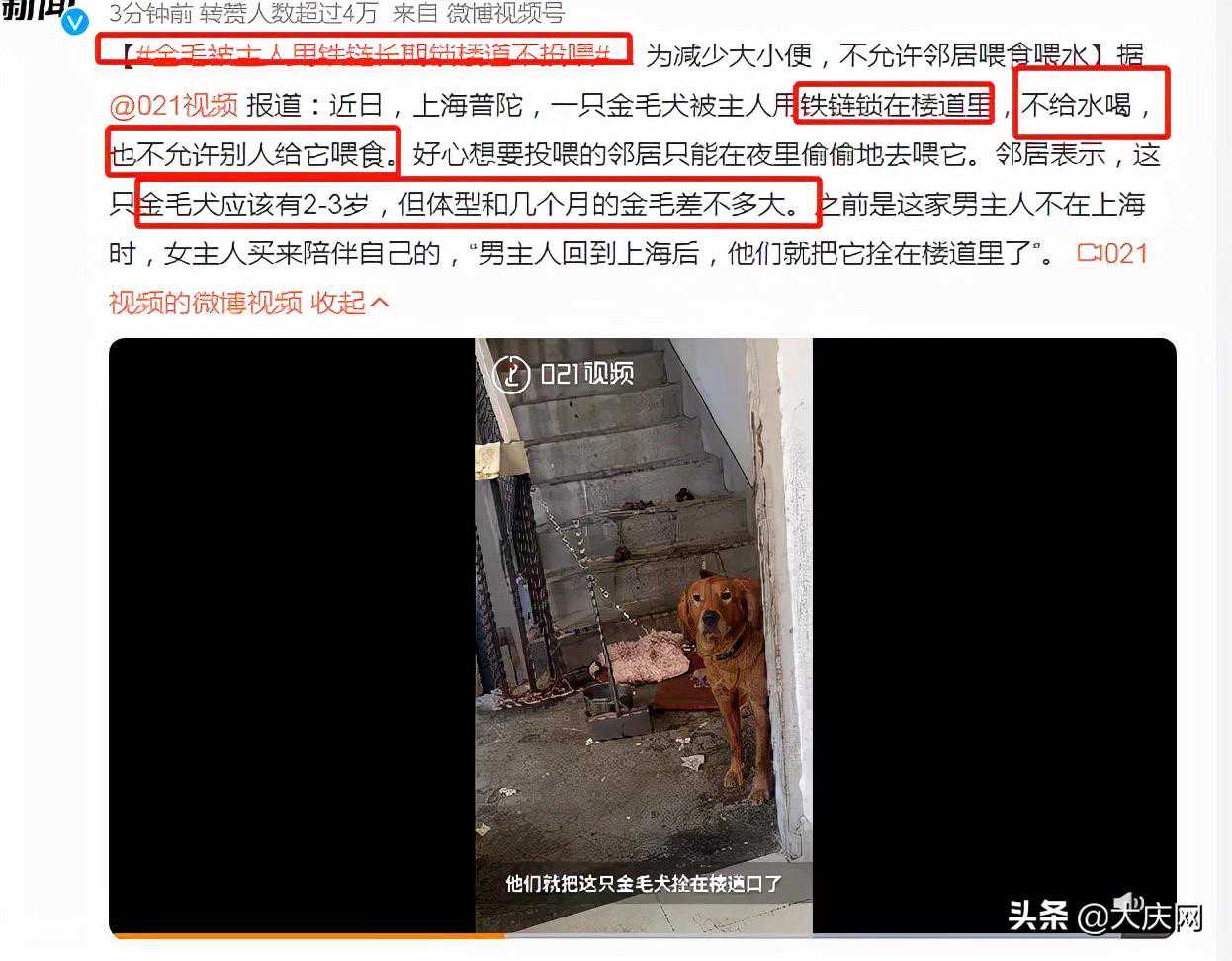 这只金毛犬到底经历了什么？邻居：主人的行为太可恶