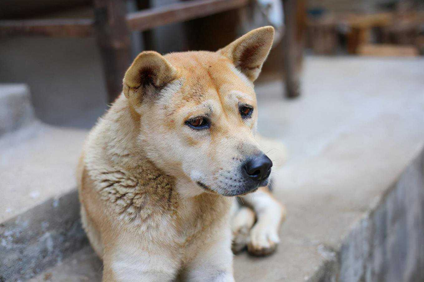 狗狗服从性排行榜：最乖的3种狗和最调皮的3种狗