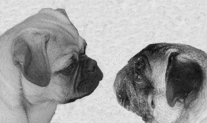 茶杯犬：如果有来生，我想长大点！