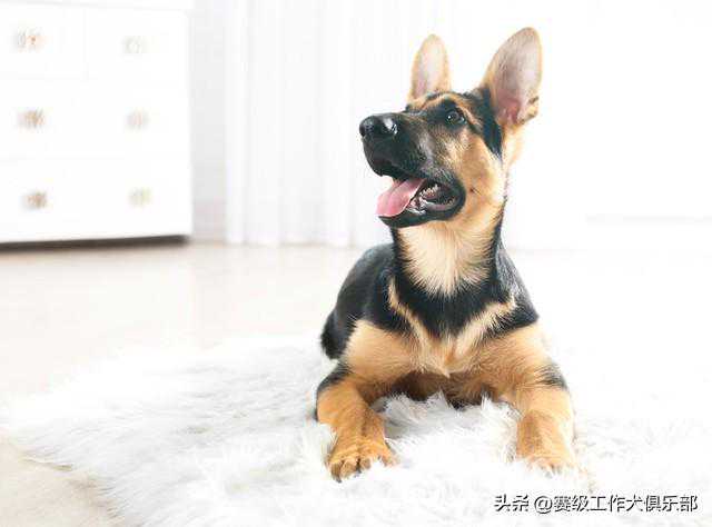 超萌来袭！50天纯种德牧幼犬，萌化你的心！