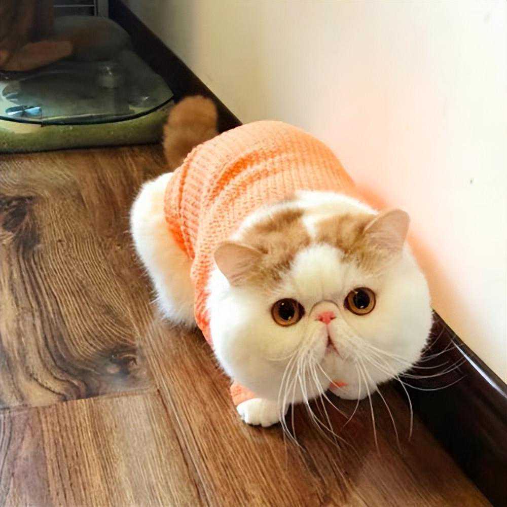 “波斯猫”和“加菲猫”哪个好？实话告诉你，差别很大