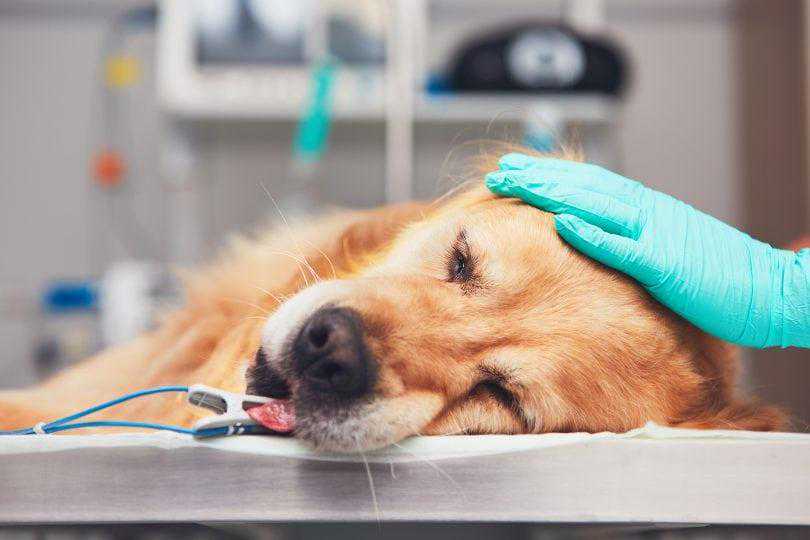狗狗也有百日咳，你听说过犬博德特氏菌吗？关于这个病菌的小知识