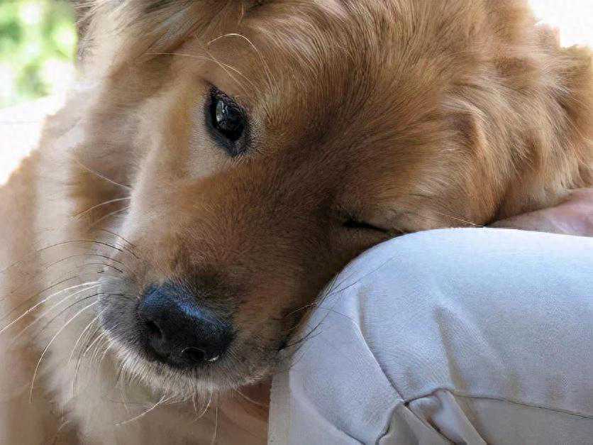 狗狗最害怕什么？其实狗狗害怕这6件事，很多宠主不知道