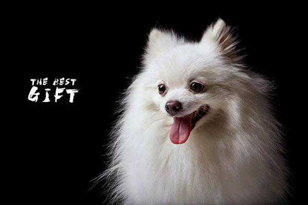这6种狗狗，跟狐狸长得很像，只是少了几分狡猾，多了些许可爱！