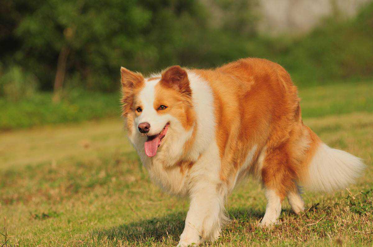 AKC第4组：畜牧犬组 代表犬种：边牧、德牧和古代英国牧羊犬