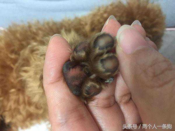 女生养狗以后，家里都是男朋友汉脚味？狗爪子上的奇特味道知多少