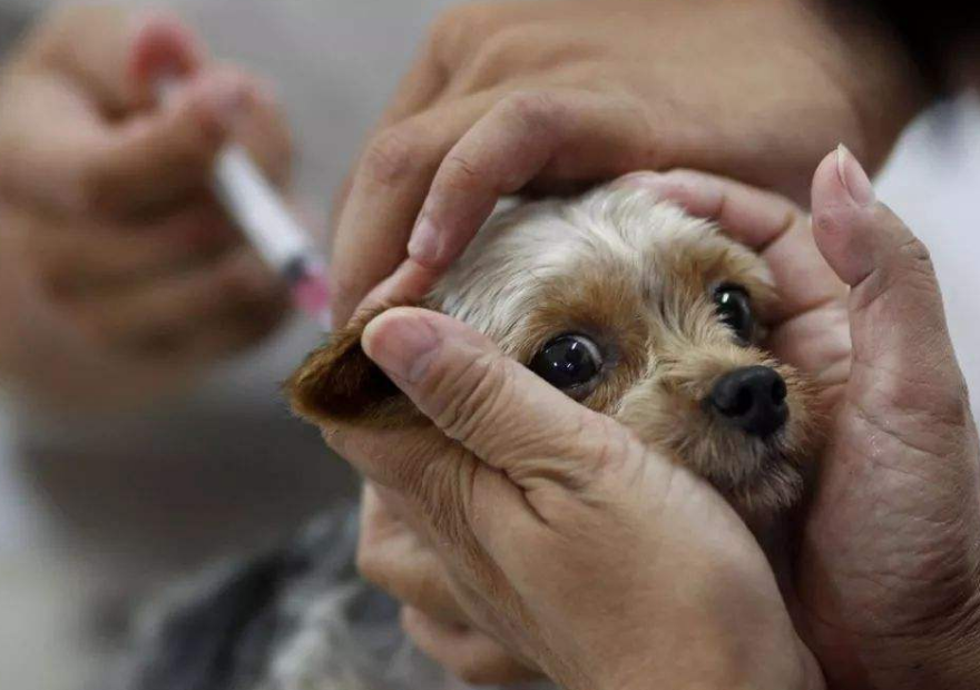 狗得狂犬病的7大症状, 可能会杀死主人, 发现异常千万要注意