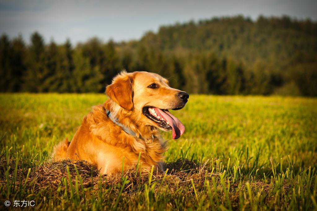 世界5大顶级导盲犬品种，不是所有狗狗都有资格成为导盲犬！