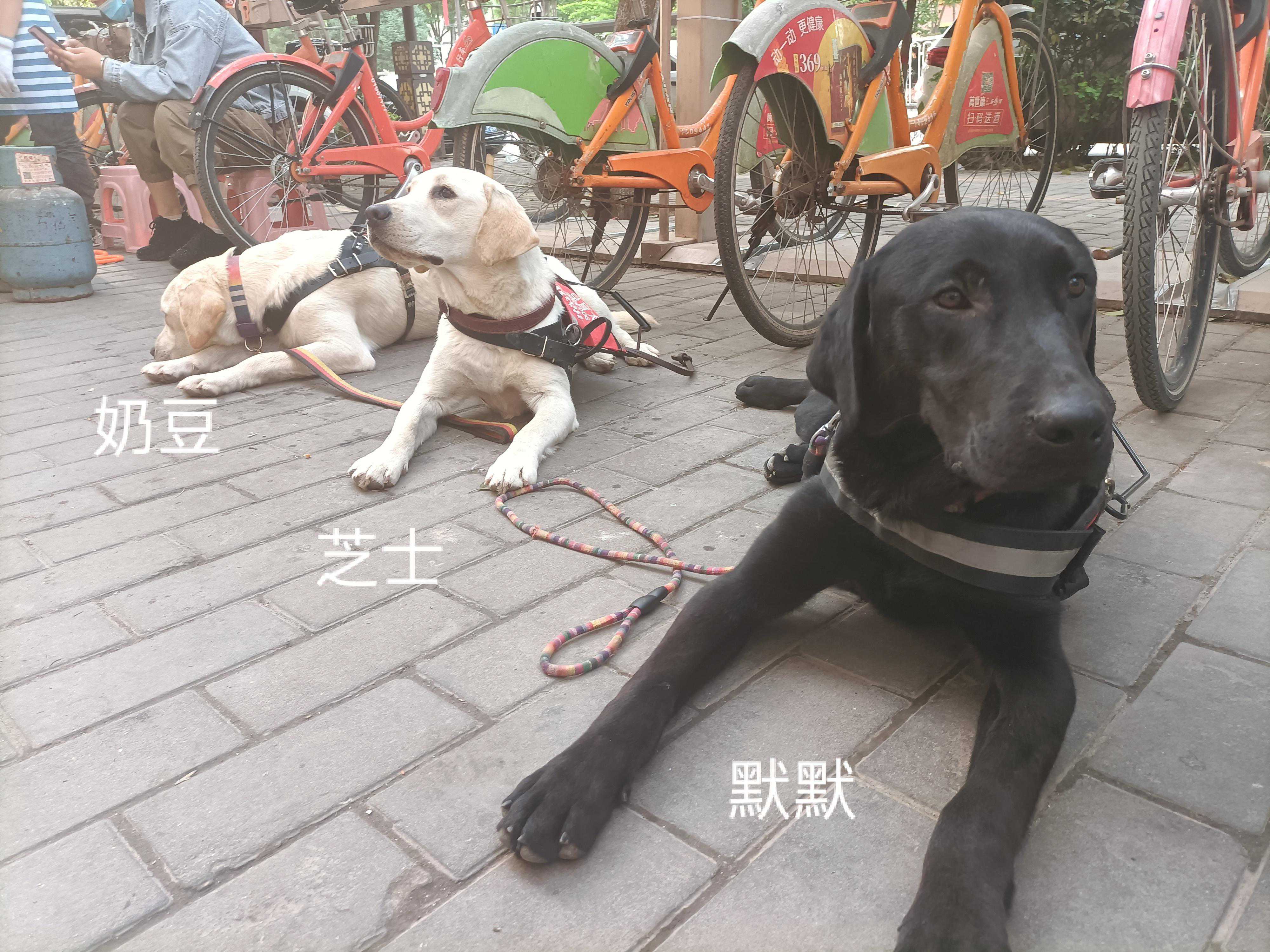 什么是2000万人关注的导盲犬基地？在这里，狗和志愿者才是主角