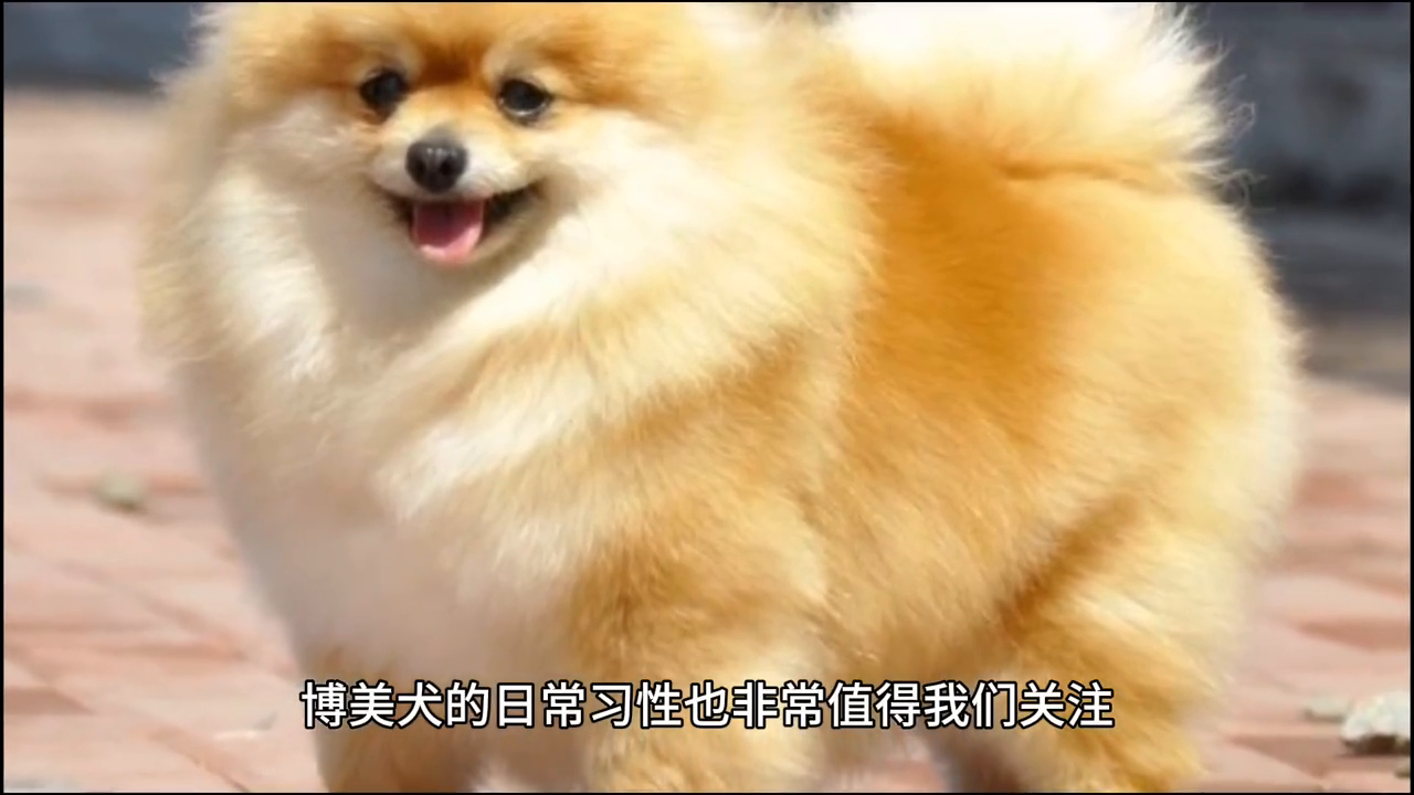 宠物小百科——博美犬