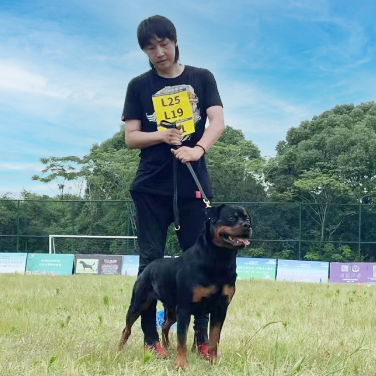 罗威纳犬咬伤女童，大型犬被污名化？专家建议：以最严格方式驯养