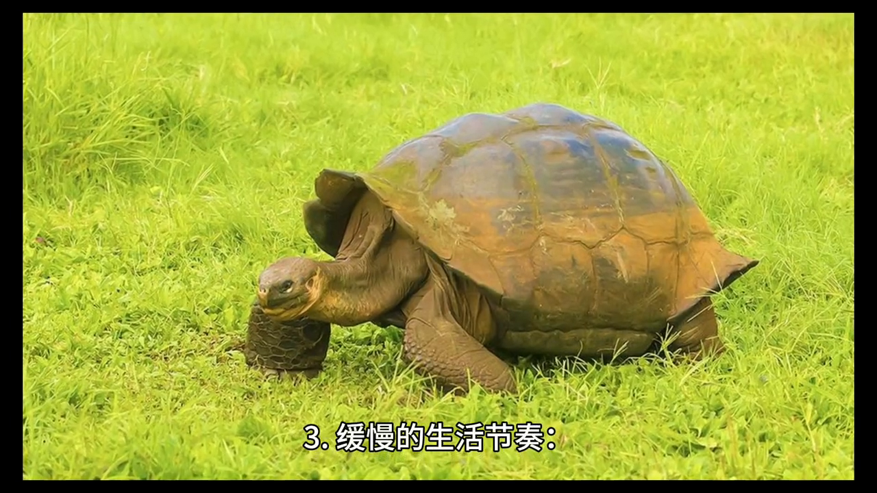 世界上最长寿的动物之一：象龟