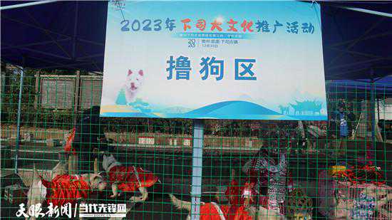 到凯里下司，“撸”世界名犬