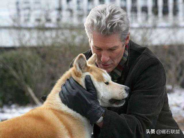 日本的国犬秋田犬，皇室的独家宠儿，它的生活让无数人羡慕