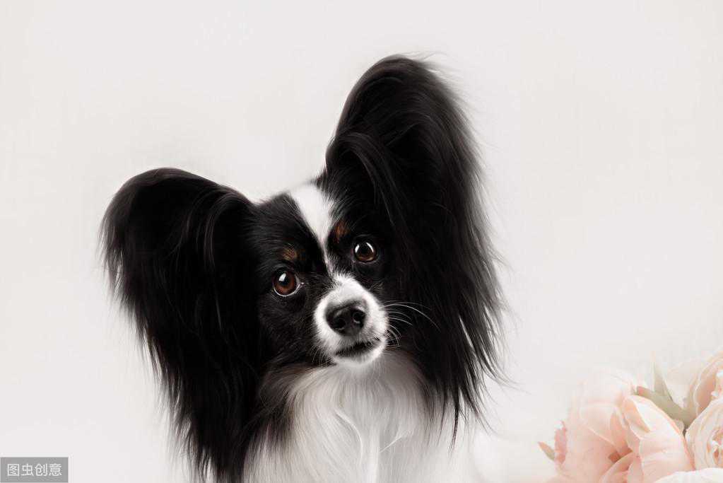 纯种的蝴蝶犬如何辨别？只要掌握了这几个技巧，绝对不会买到串串