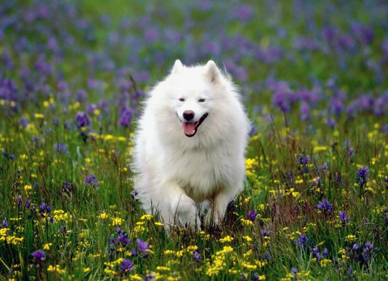 萨摩耶犬的缺点与优点，养之前要考虑清楚