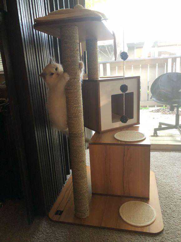 第一次养猫，花8000元买了布偶猫，10天后我再也不想养猫了