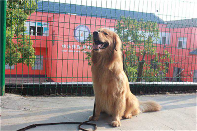 去哪学习训犬好一些呢