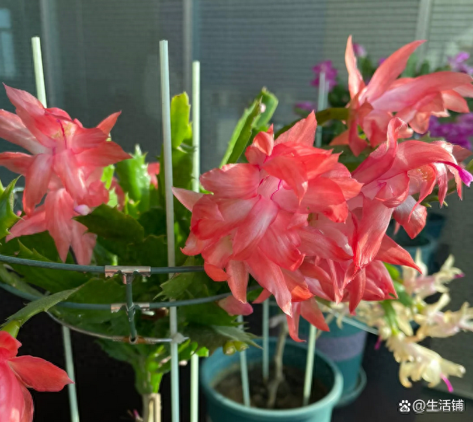 养蟹爪兰，把握“最佳”时间剪一刀，叶片饱满，开花100朵！