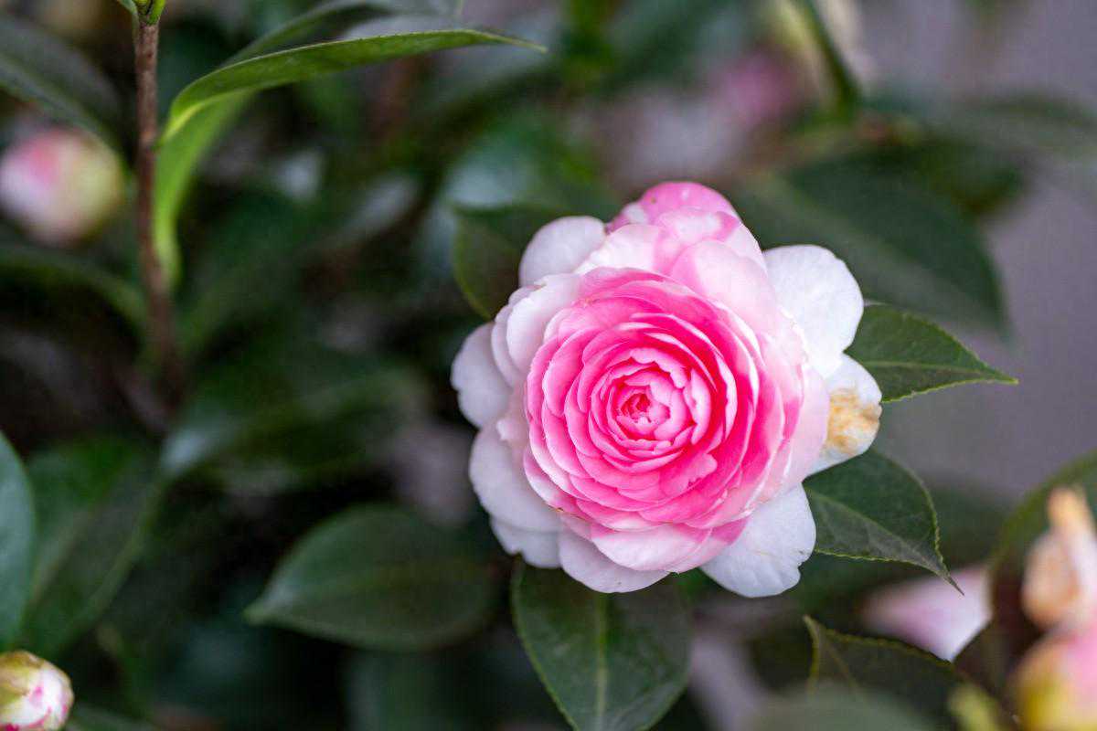 茶花不开花？牢记“3个”要点，开花必爆盆！