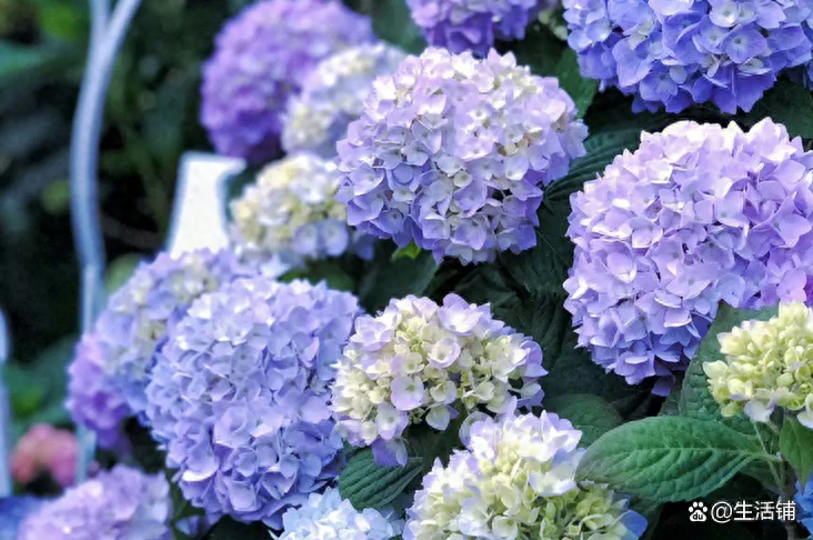 这4种花太疯狂，枝条入水即活，开花300天！