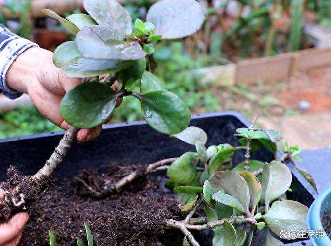 8岁女孩玩猫狗感染眼弓蛔虫致失明：有孩子的家庭能养宠物吗？