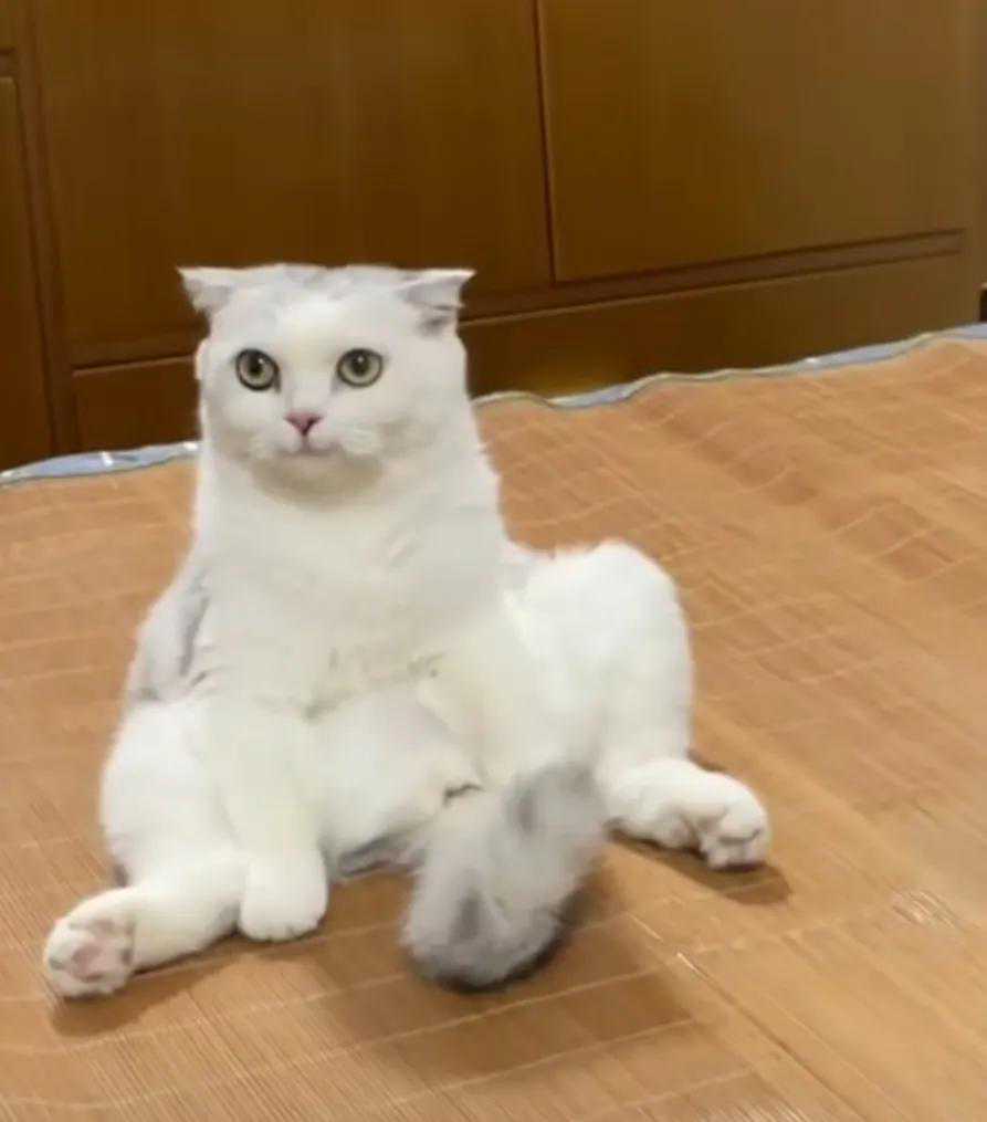 猫猫有多可爱，多图盘点那些萌萌哒的小猫咪