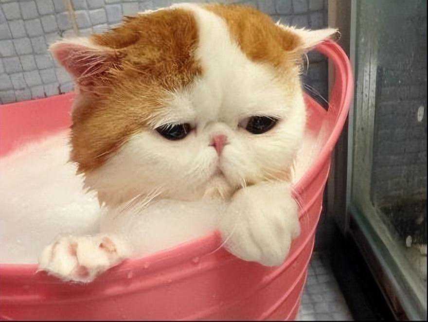饲养“加菲猫”，牢记这几点，猫咪健康少生病