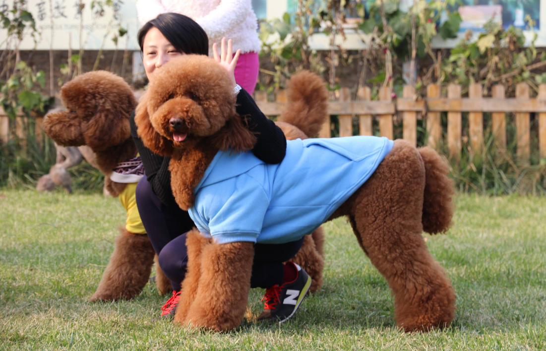 为什么很少有人养巨型贵宾犬？先看看你有没有这些条件
