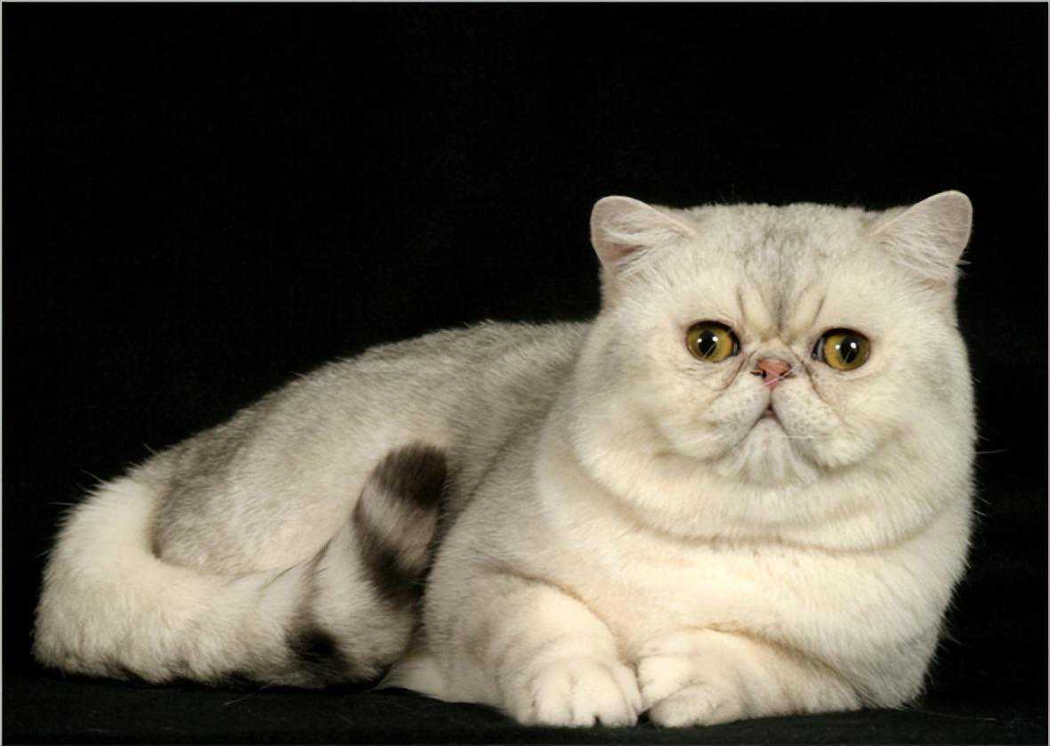 异国短毛猫的品种介绍