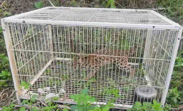 男子在微信群卖“猫”，已被抓！
