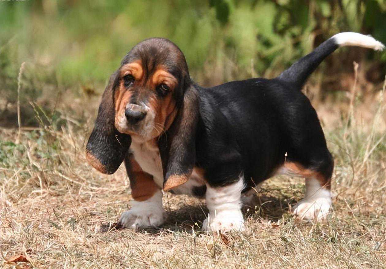 探秘巴吉度猎犬：一只追逐猎物的顶尖猎犬！