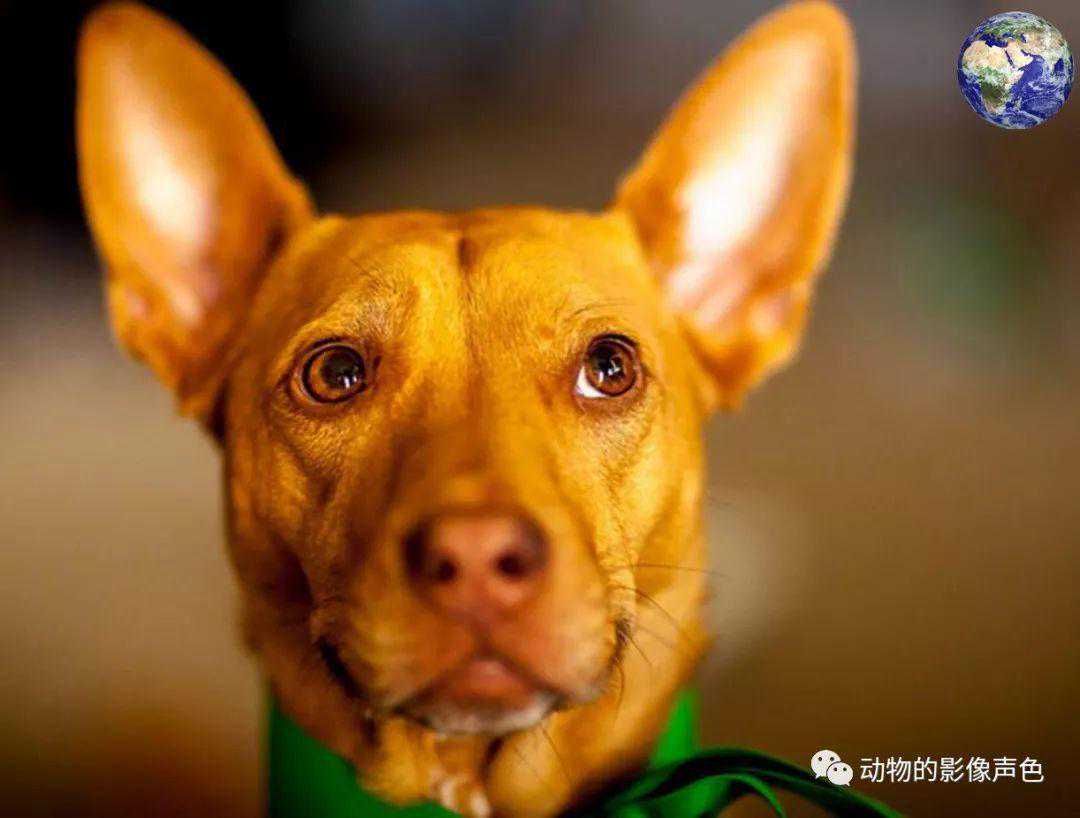 最古老的猎犬法老王猎犬，已经陪伴人类五千多个春秋