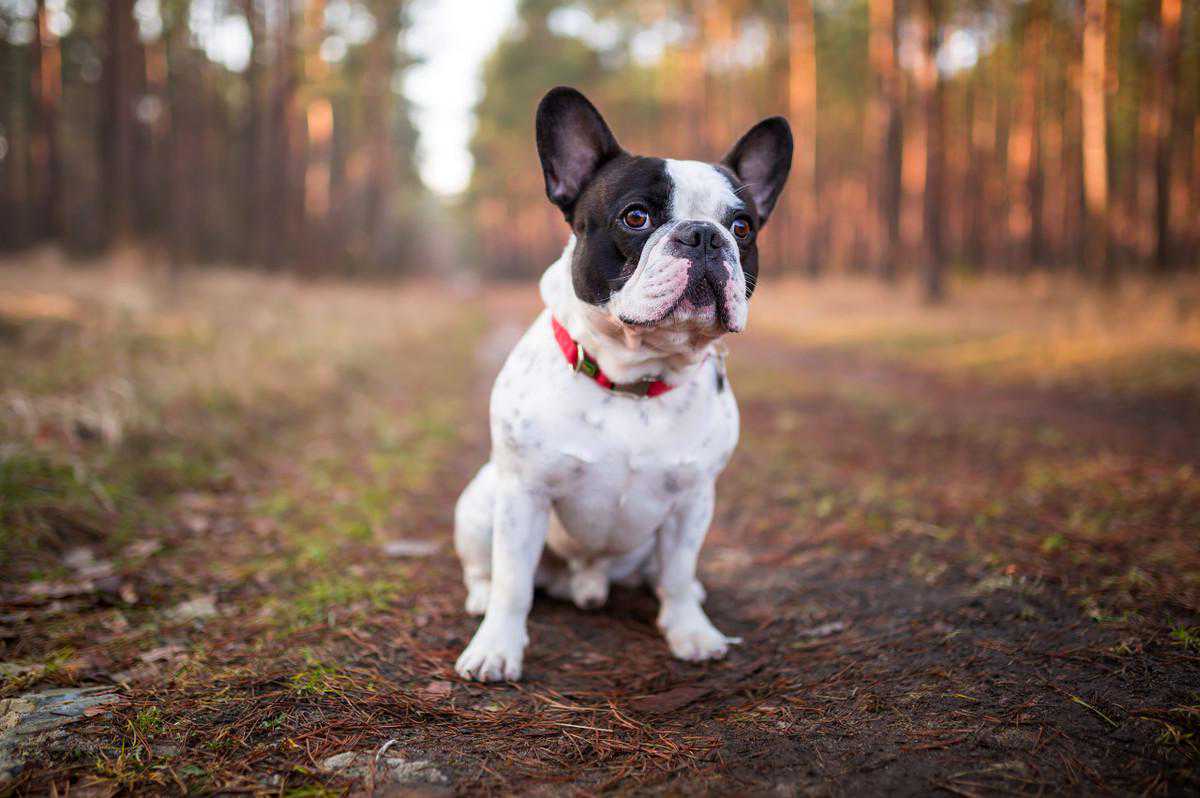不养一只法国斗牛犬，你可能永远都不知道，这5个好处