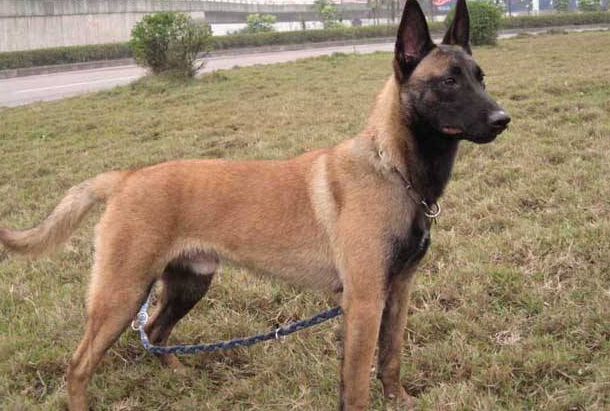 为什么那么多人喜欢马犬？看完你就明白了