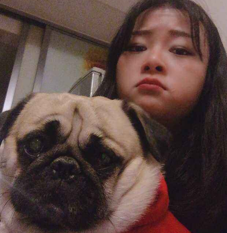 巴哥犬多少钱一只？