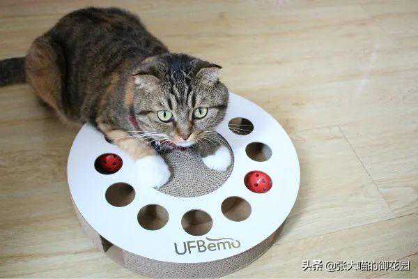 猫咪最爱玩具排行榜，第一名竟然你家就有！