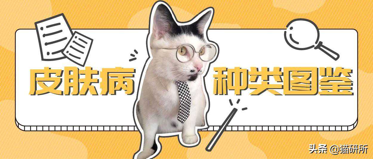 10种常见的猫咪皮肤病，铲屎官须知道！