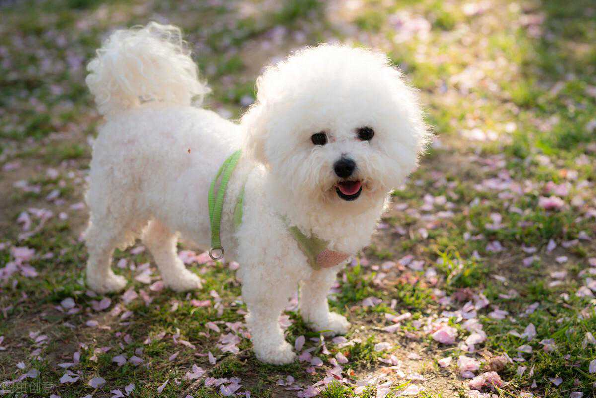 比熊犬好养吗？这些基础知识，一定要知道