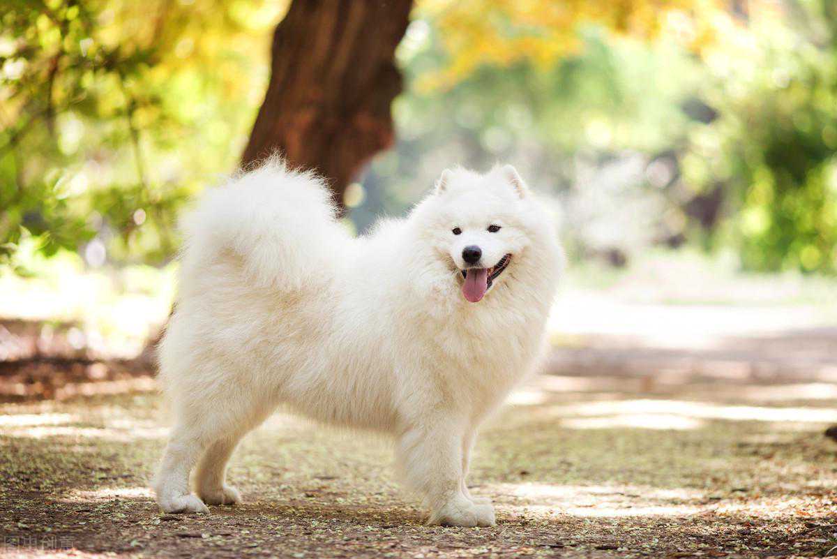 伴侣犬驯养过程中，常见的寄生虫病有哪些，你知道吗