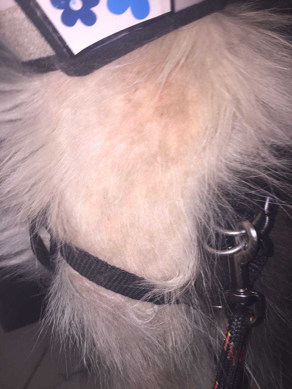 柯利犬的螨虫皮肤病，用药不安全了