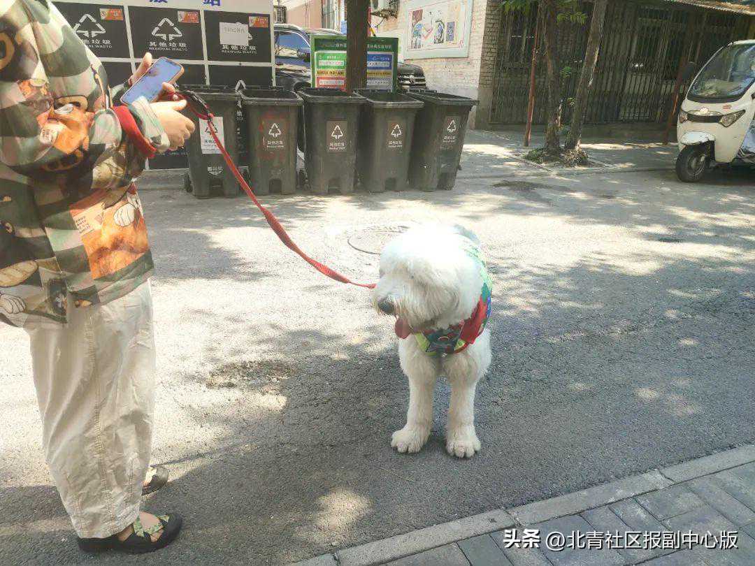 又一起！通州一3岁孩子被狗咬伤！小青调查养犬现状：“狗小，不拴绳也不碍事，你也管不着